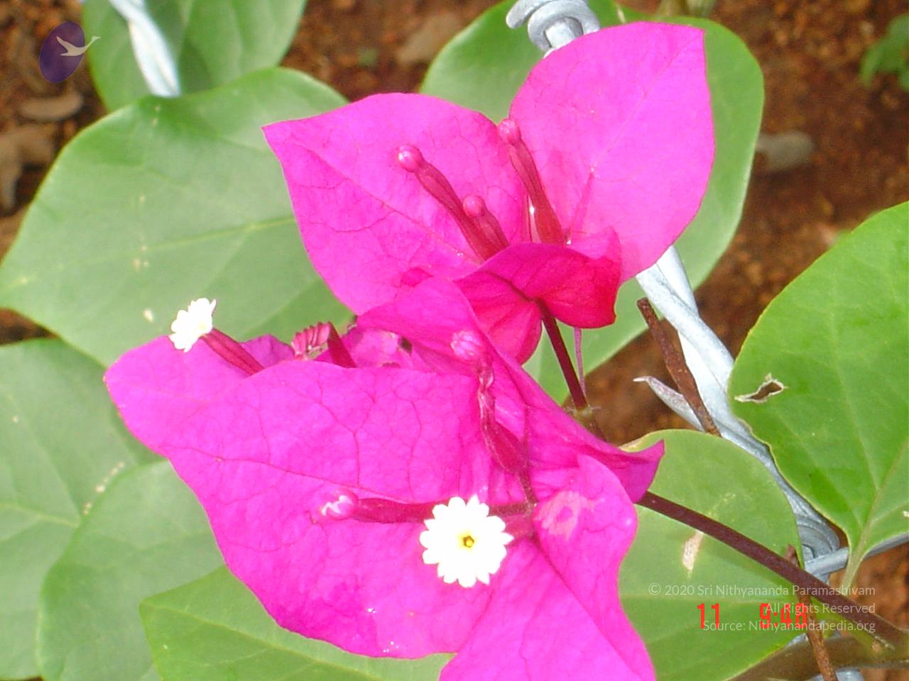 DSC01444_CMP_WM