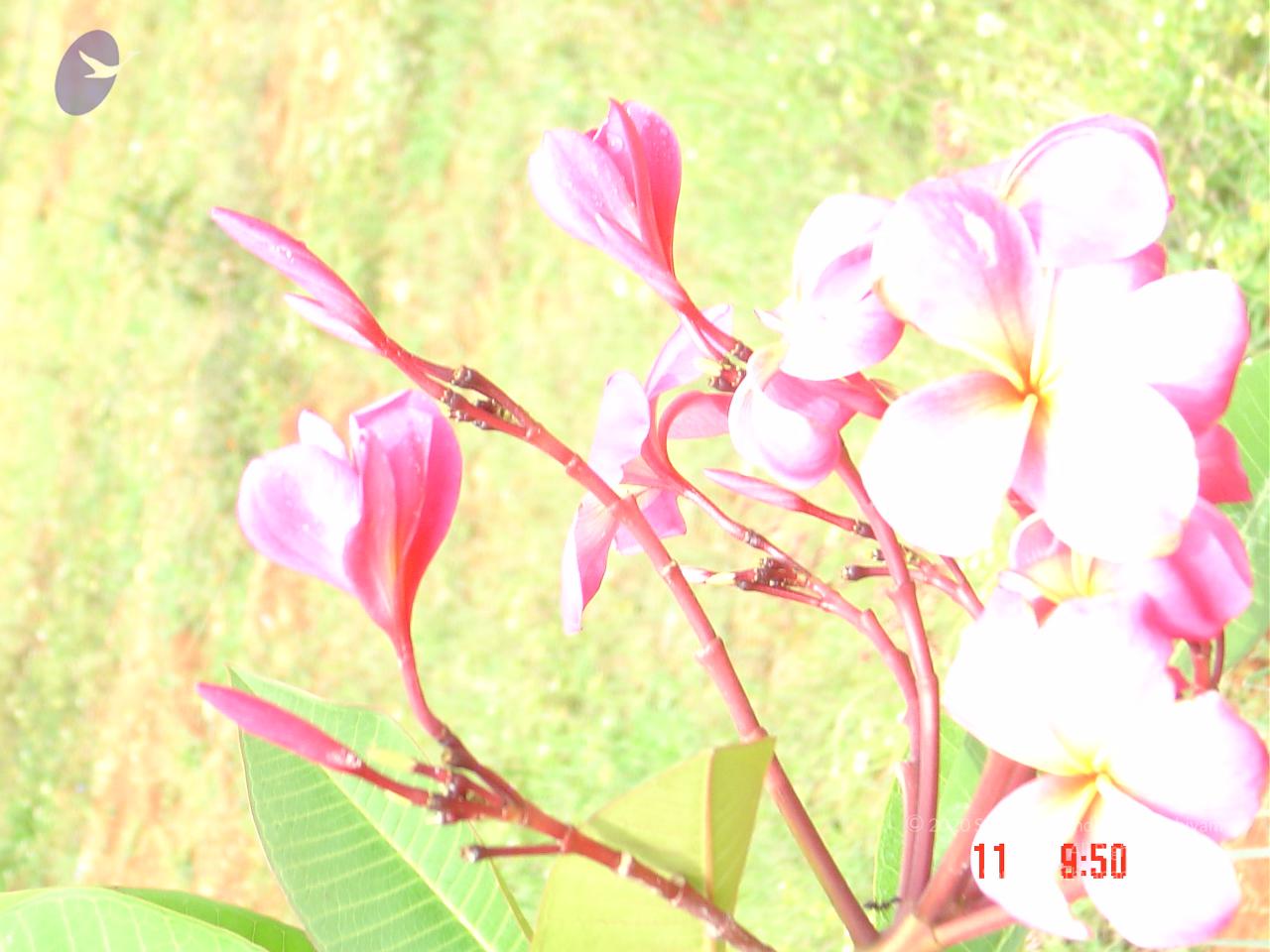 DSC01445_CMP_WM