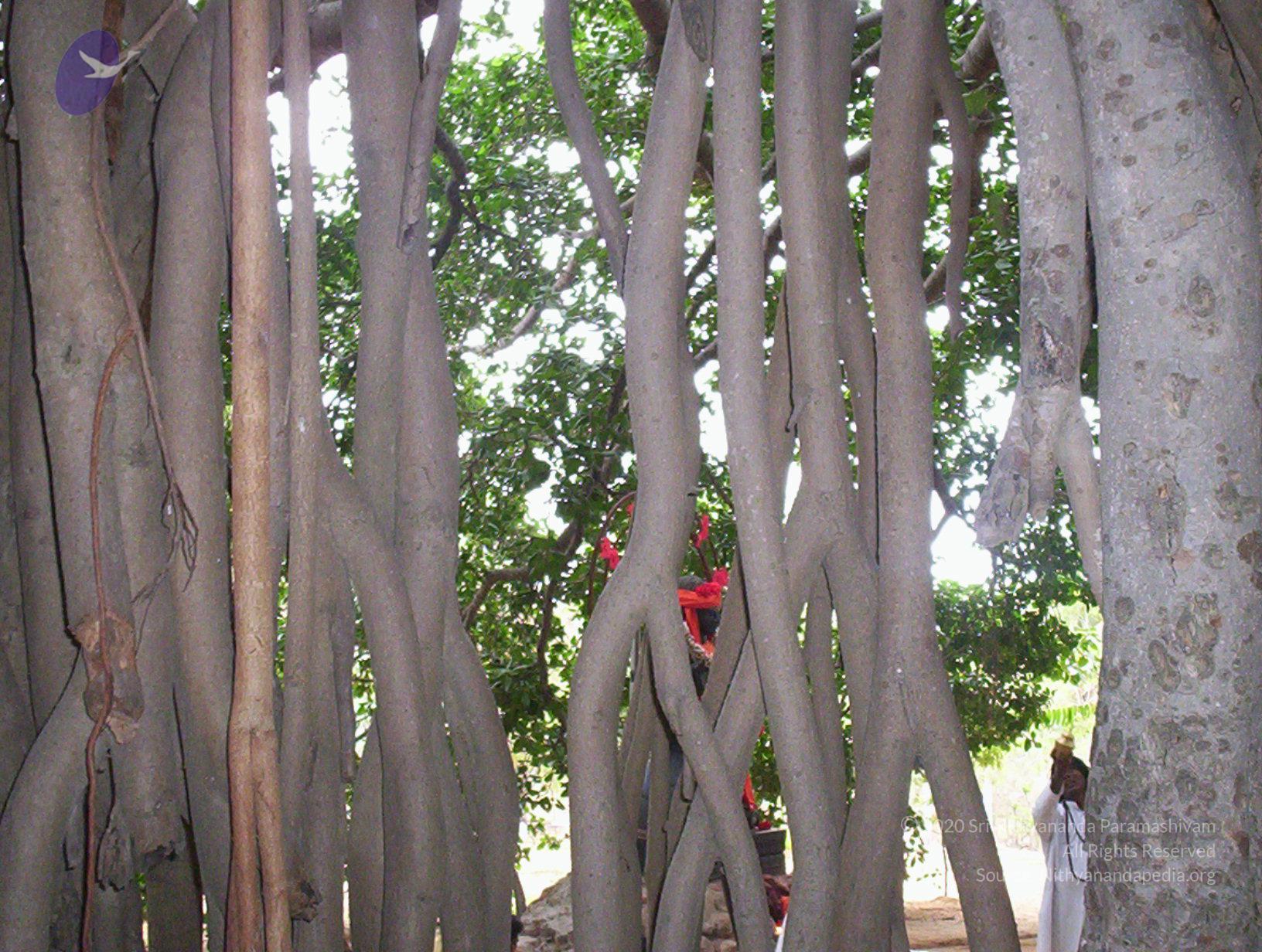 20050409_Photo_1001_100_2027_CMP_WM