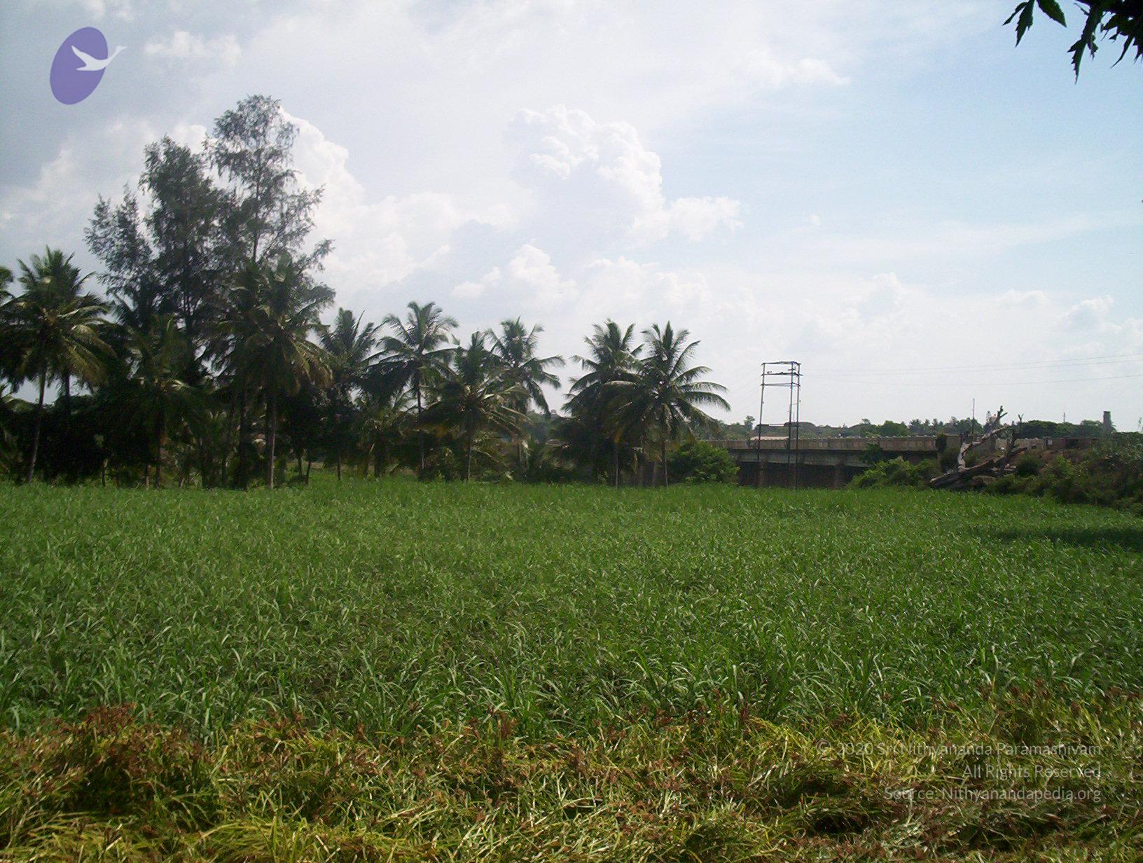 20050409_Photo_1008_100_2063_CMP_WM