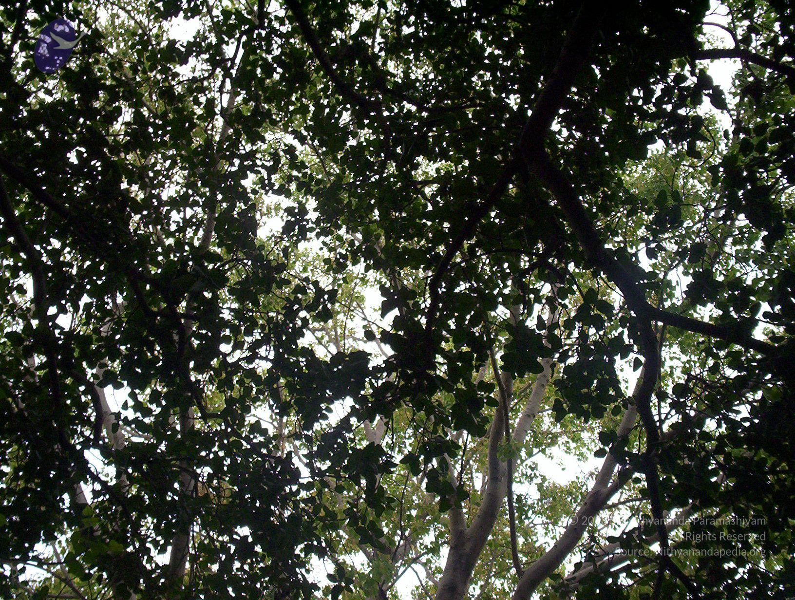 20050409_Photo_1039_100_2031_CMP_WM