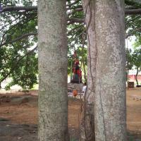 20050409_Photo_1010_100_2036_CMP_WM