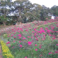 20050409_Photo_1065_IMG_0714_CMP_WM