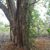 20050409_Photo_1093_100_2035_CMP_WM