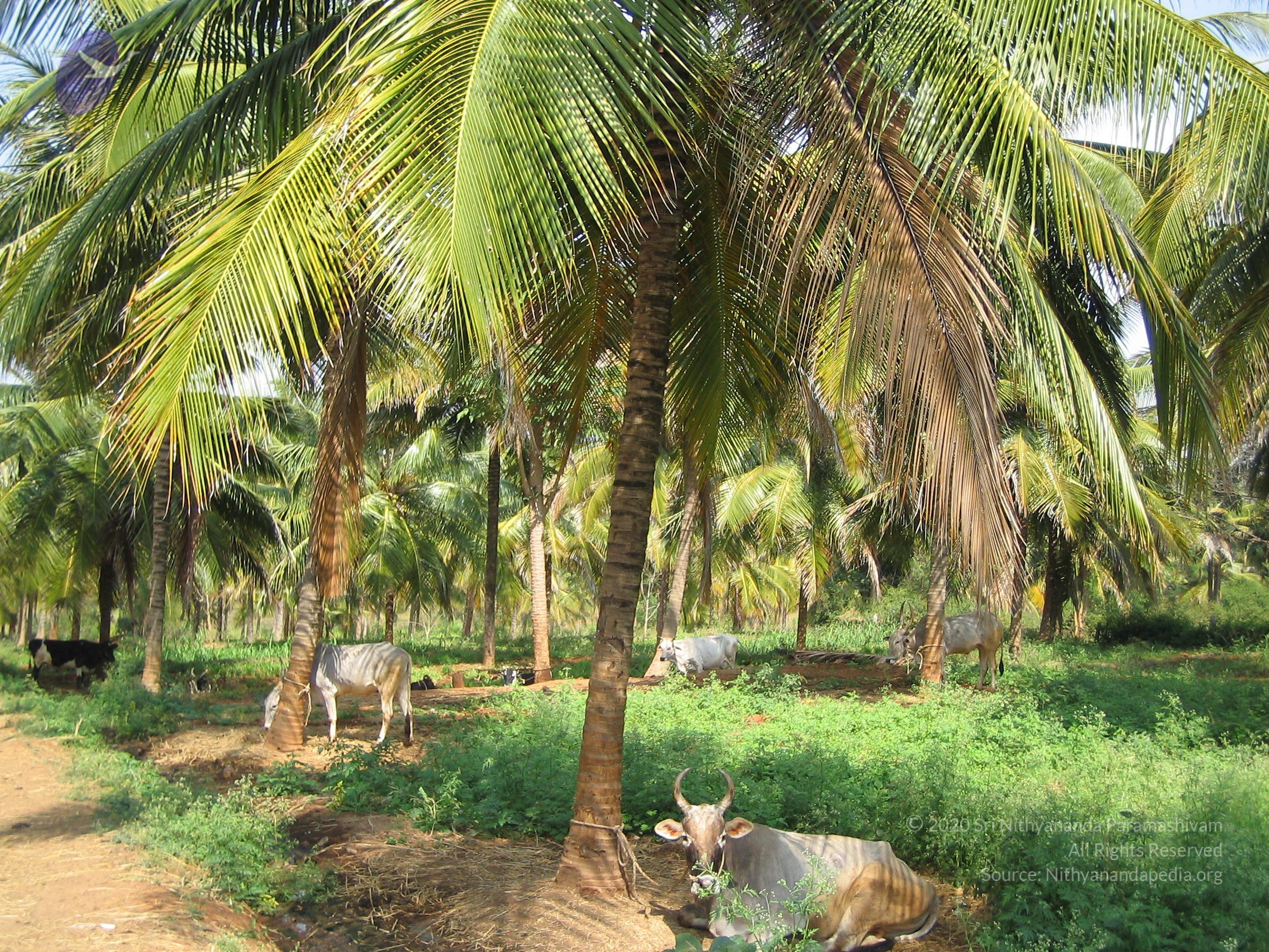 20050308_Photo_1017_ShivRathri_2005_ashram (66)_CMP_WM