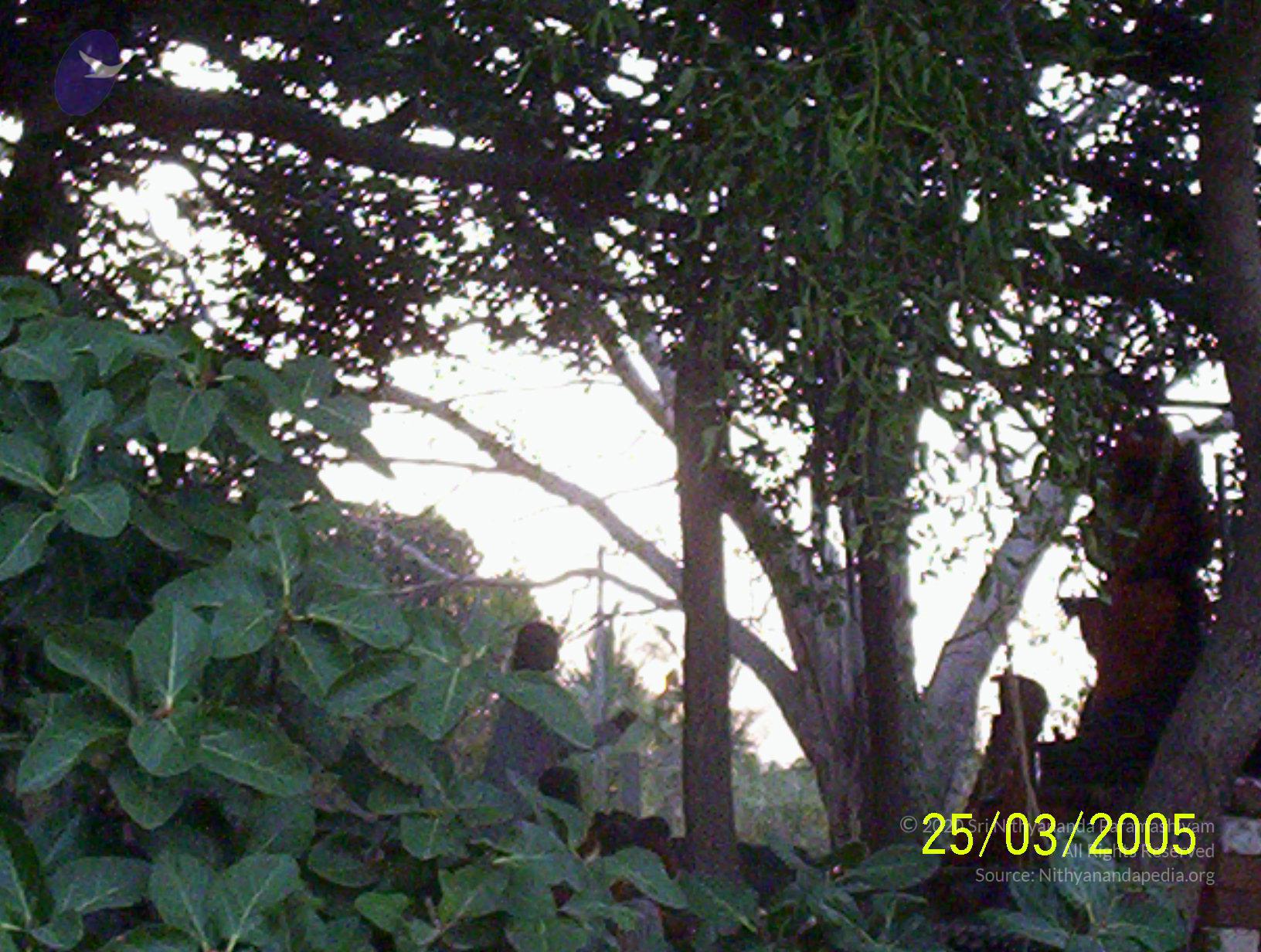 20050325_Photo_1011_100_1759_CMP_WM