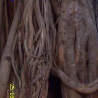 20050325_Photo_1008_100_1736_CMP_WM