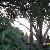 20050325_Photo_1011_100_1759_CMP_WM