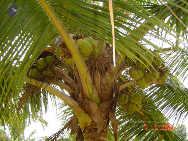 20060504_Photo_1093_DSC02157_CMP_WM