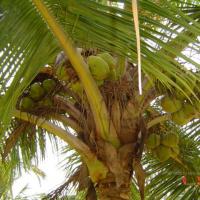 20060504_Photo_1093_DSC02157_CMP_WM