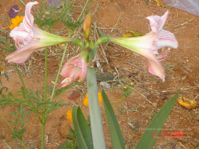 20060505_Photo_1005_DSC02369_CMP_WM