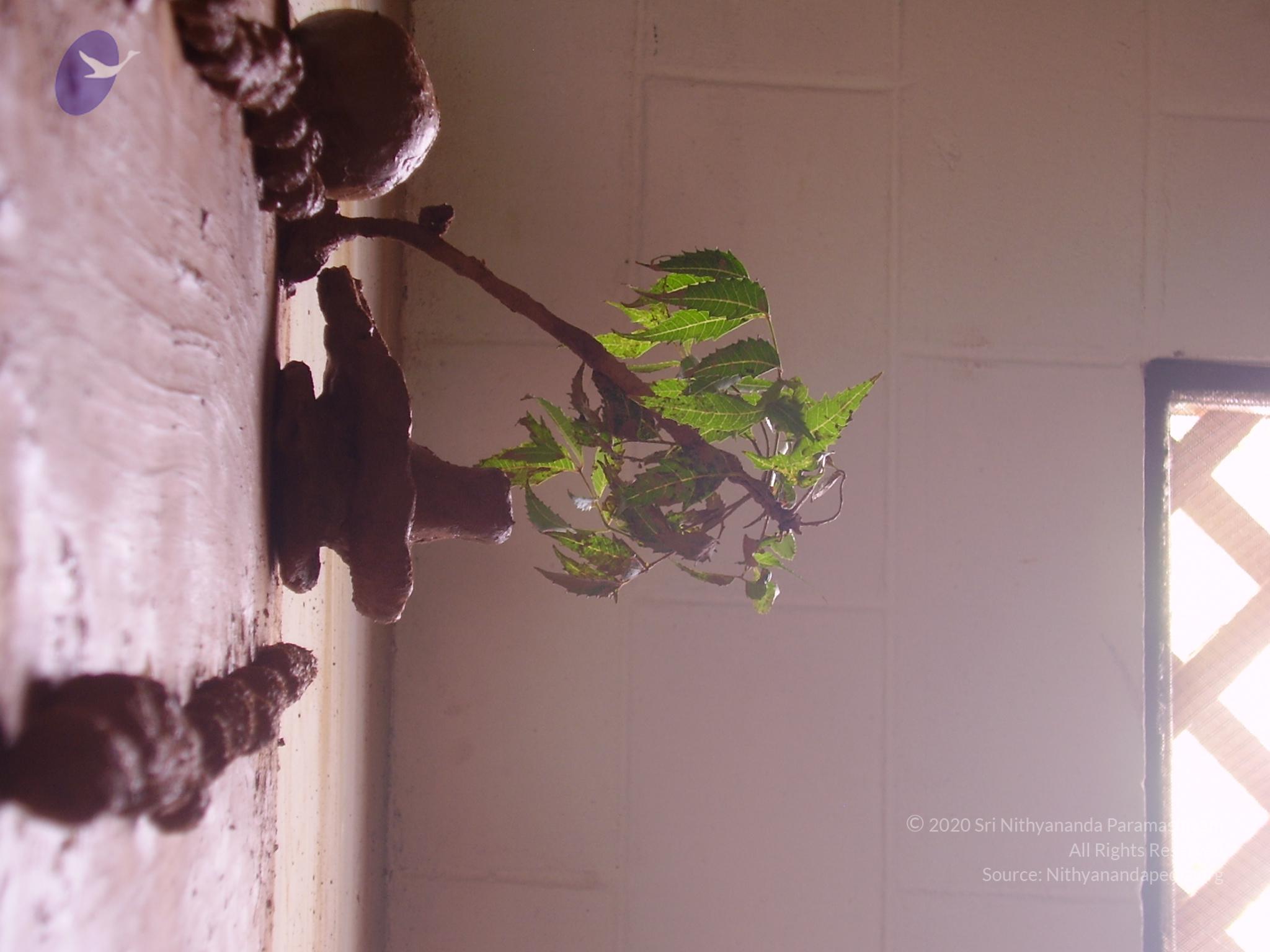 20060505_Photo_1466_P3190132_CMP_WM