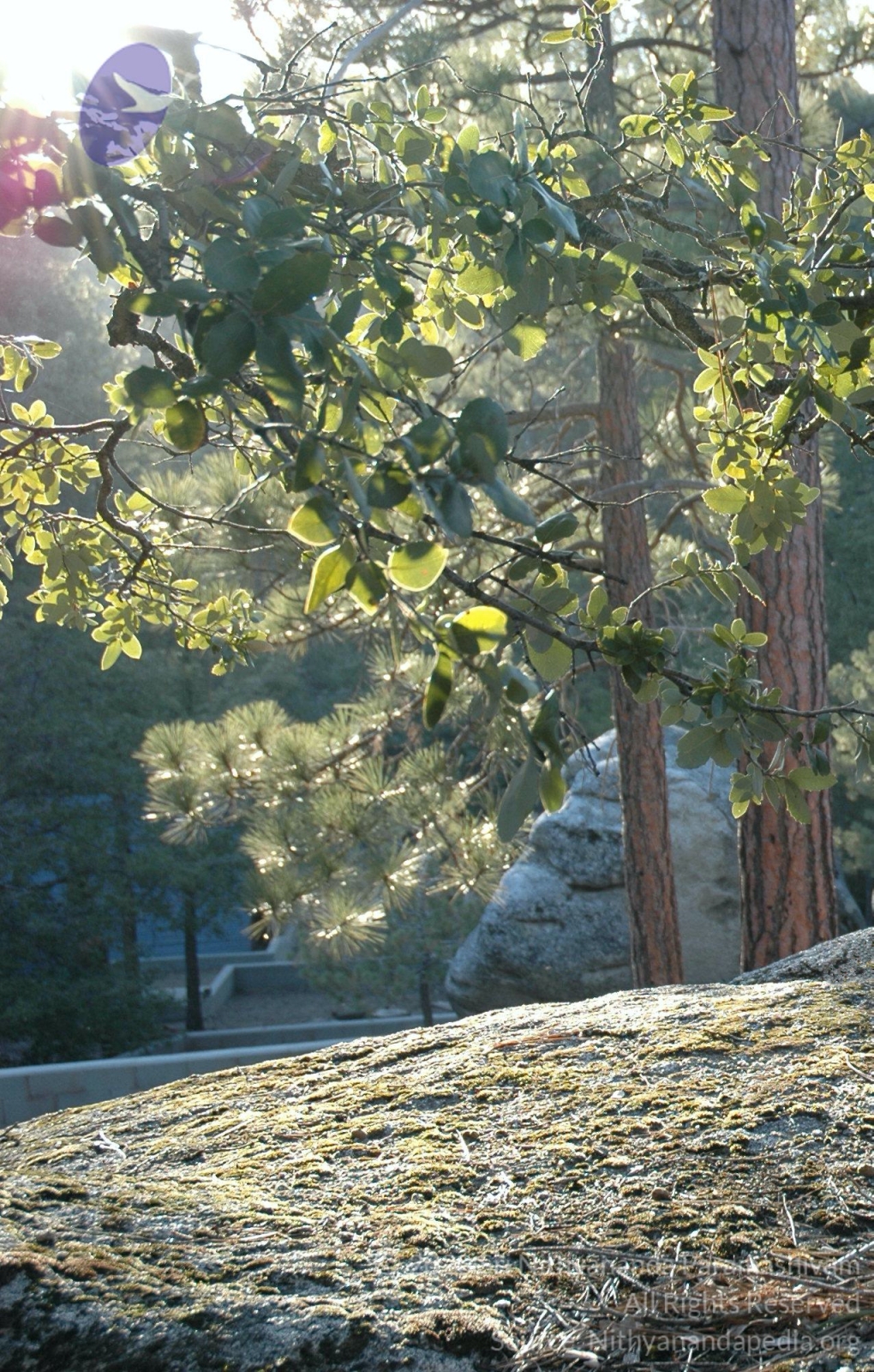 20060505_Photo_1204_eDSC_0063_CMP_WM