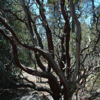 20060505_Photo_1044_DSC_0072_CMP_WM