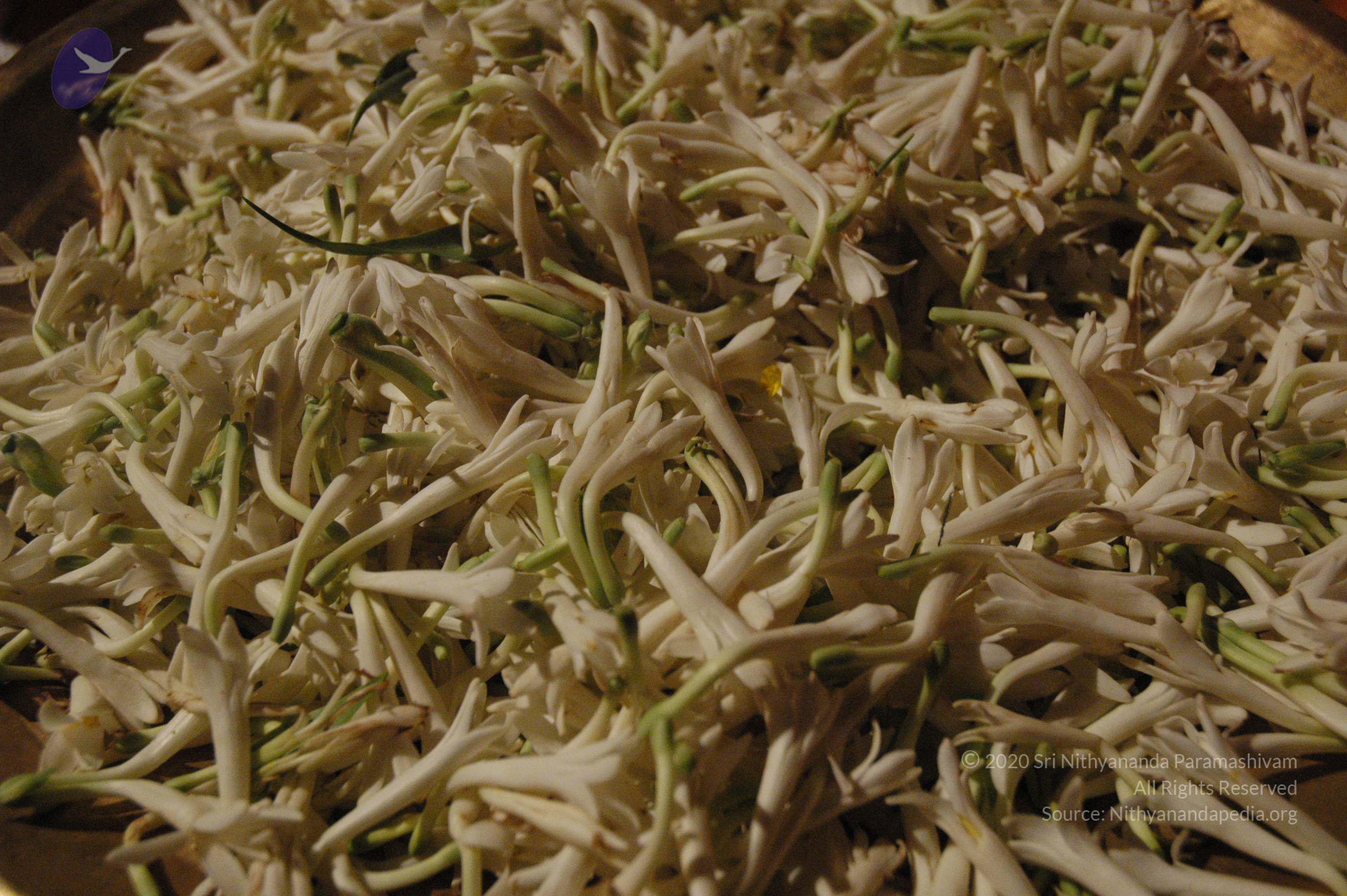 20061021_Photo_1137_DSC_8734_CMP_WM