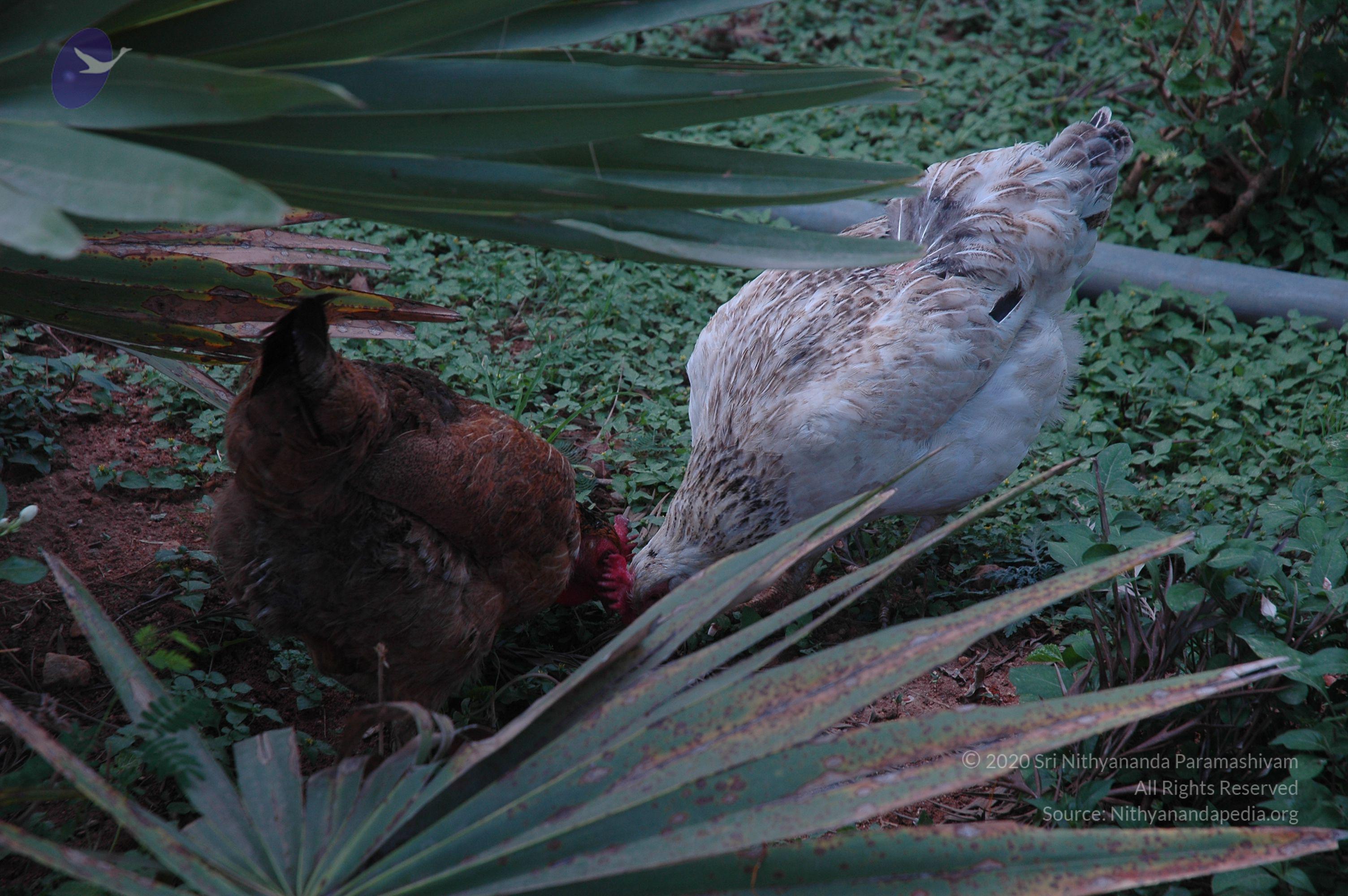 20070504_Photo_1019_DSC_5732_CMP_WM