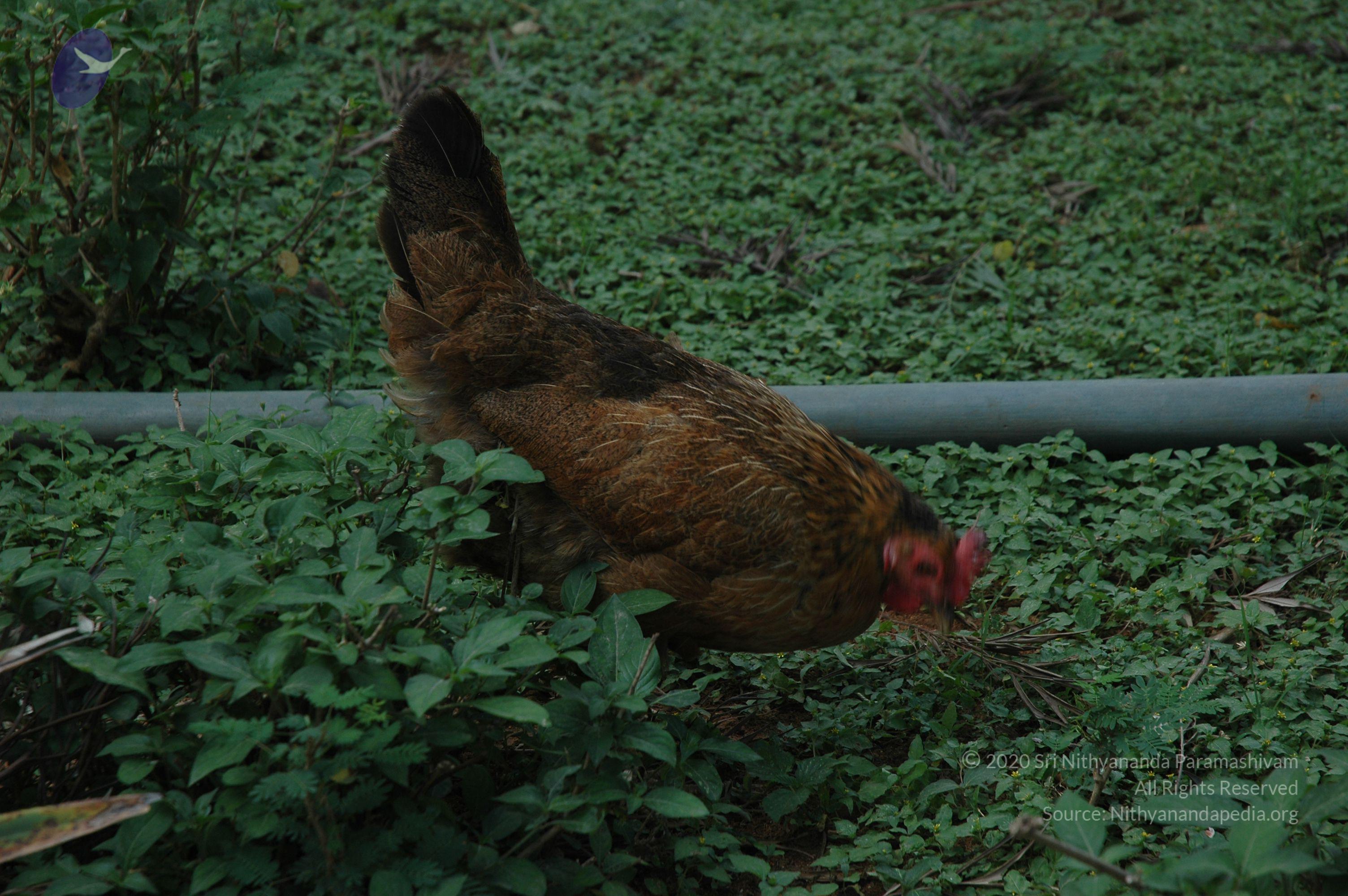 20070504_Photo_1044_DSC_5731_CMP_WM