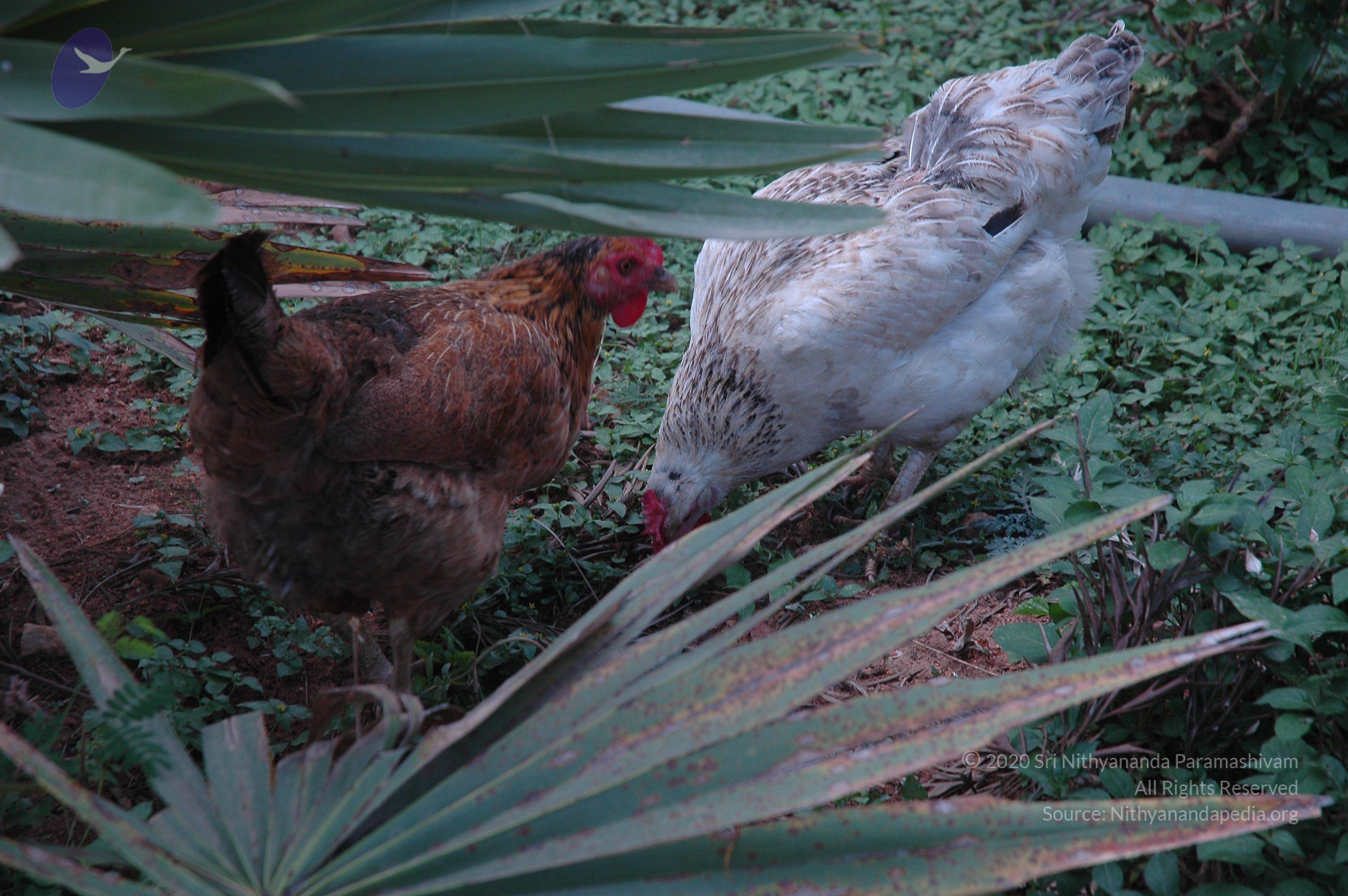 20070504_Photo_1062_DSC_5733_CMP_WM