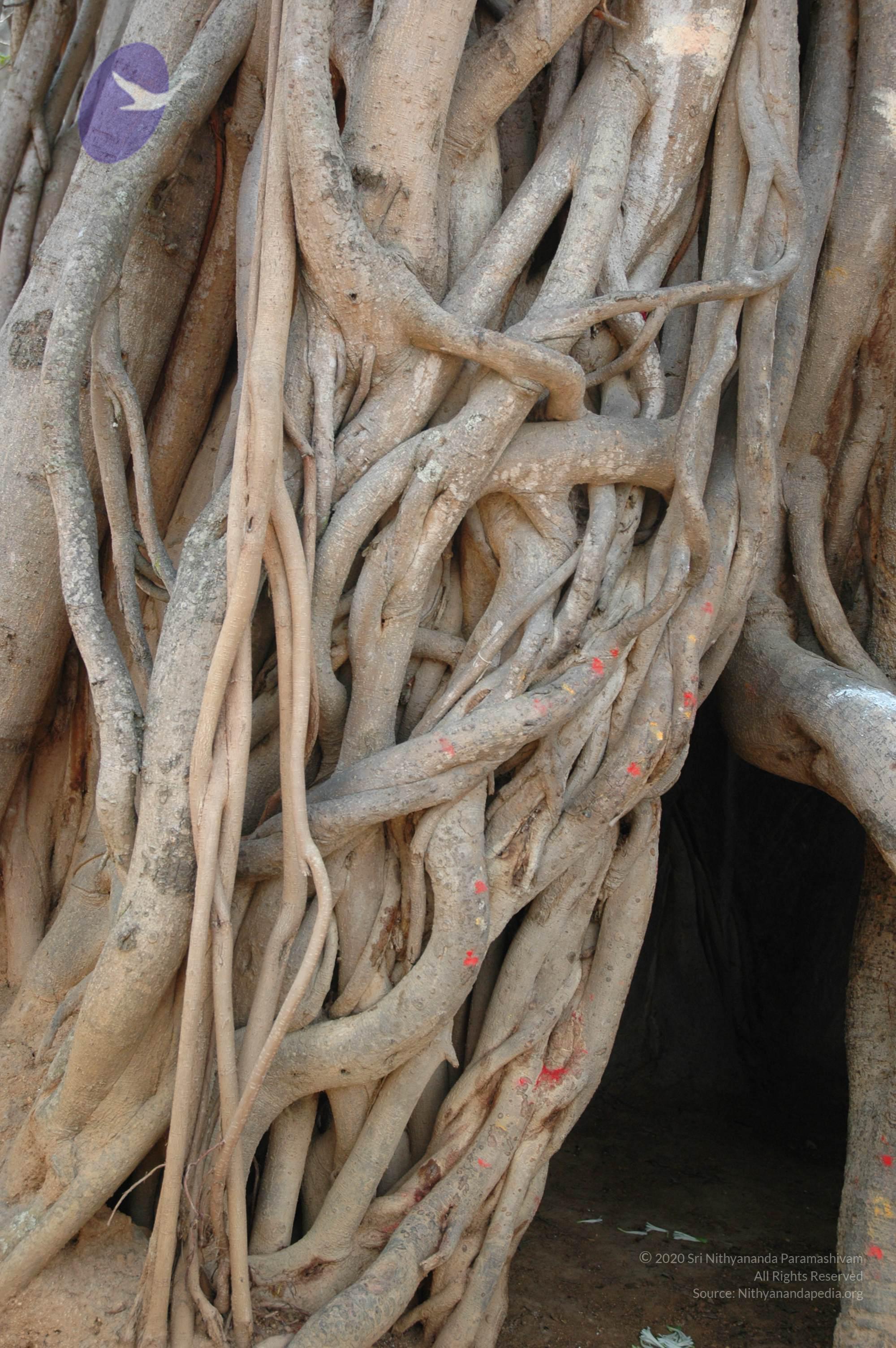 20070504_Photo_1044_DSC_5000_CMP_WM