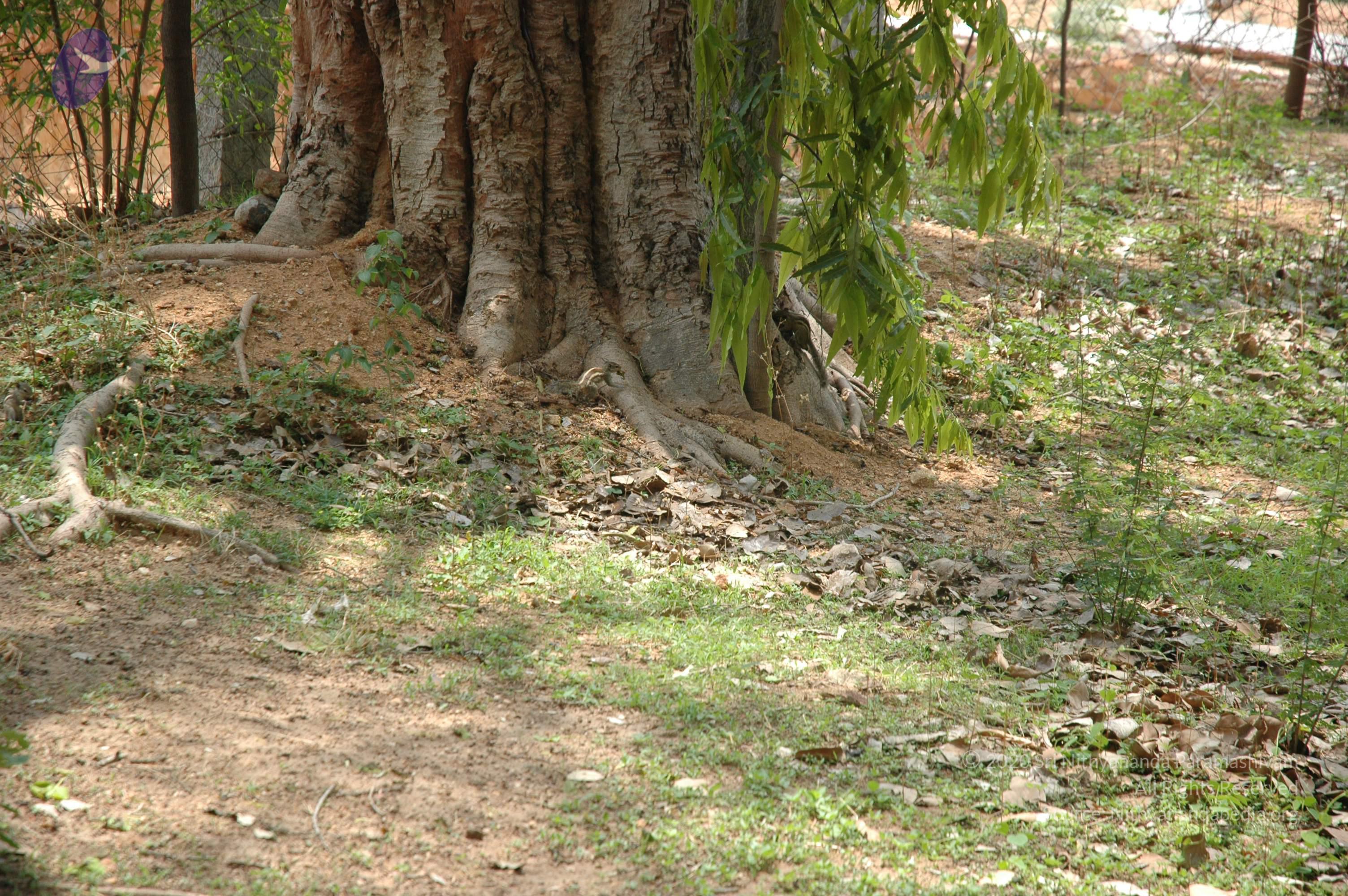 20070504_Photo_1068_DSC_5069_CMP_WM