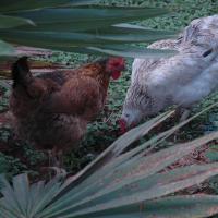 20070504_Photo_1062_DSC_5733_CMP_WM