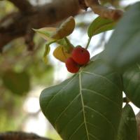 20070504_Photo_1001_DSC_5097_CMP_WM