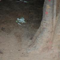 20070504_Photo_1005_DSC_5016_CMP_WM