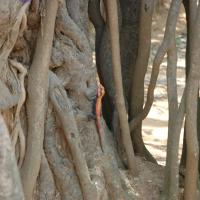 20070504_Photo_1017_DSC_4973_CMP_WM