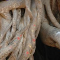 20070504_Photo_1036_DSC_4997_CMP_WM