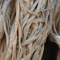 20070504_Photo_1044_DSC_5000_CMP_WM