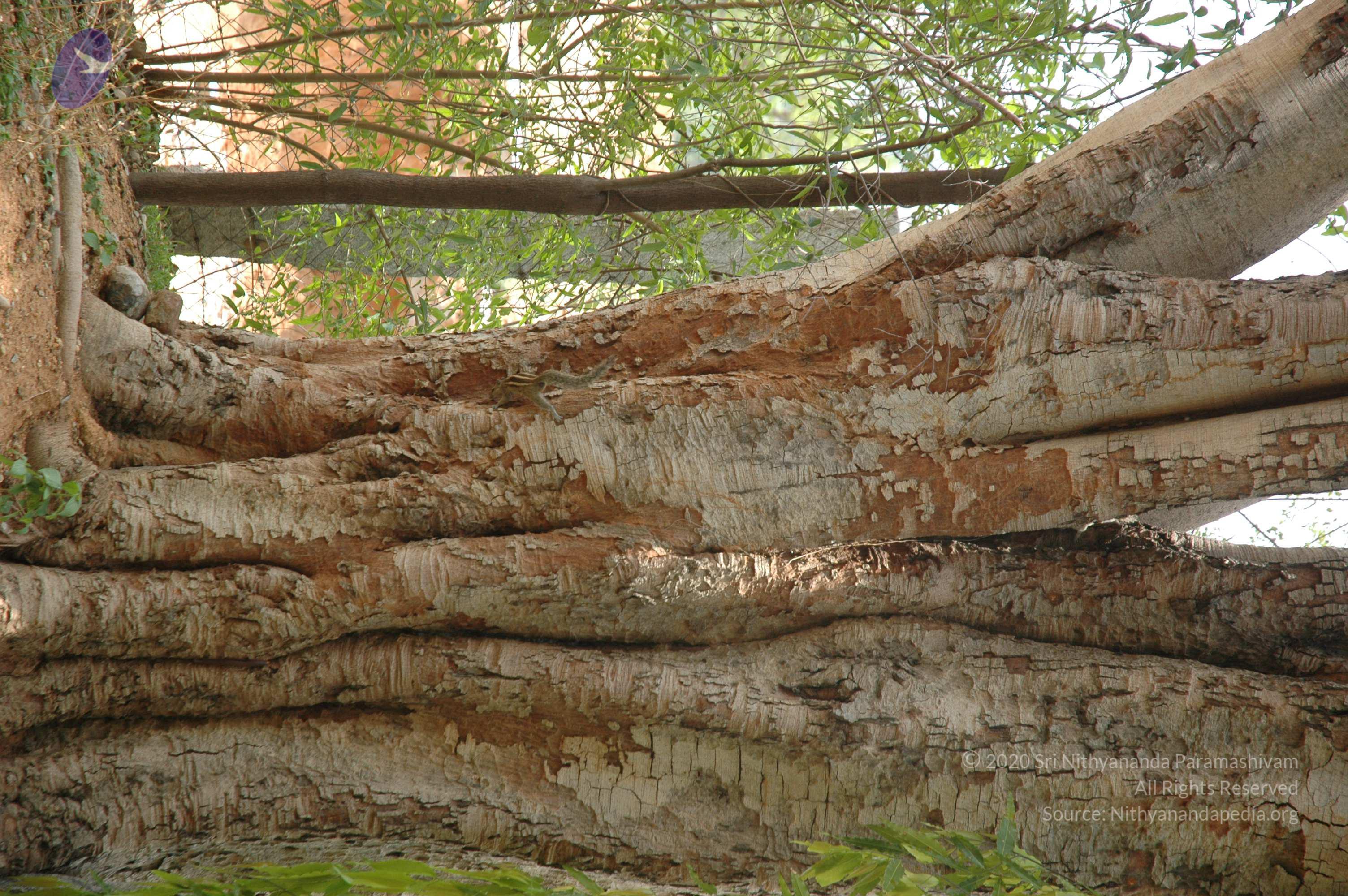 20070504_Photo_1058_DSC_5082_CMP_WM