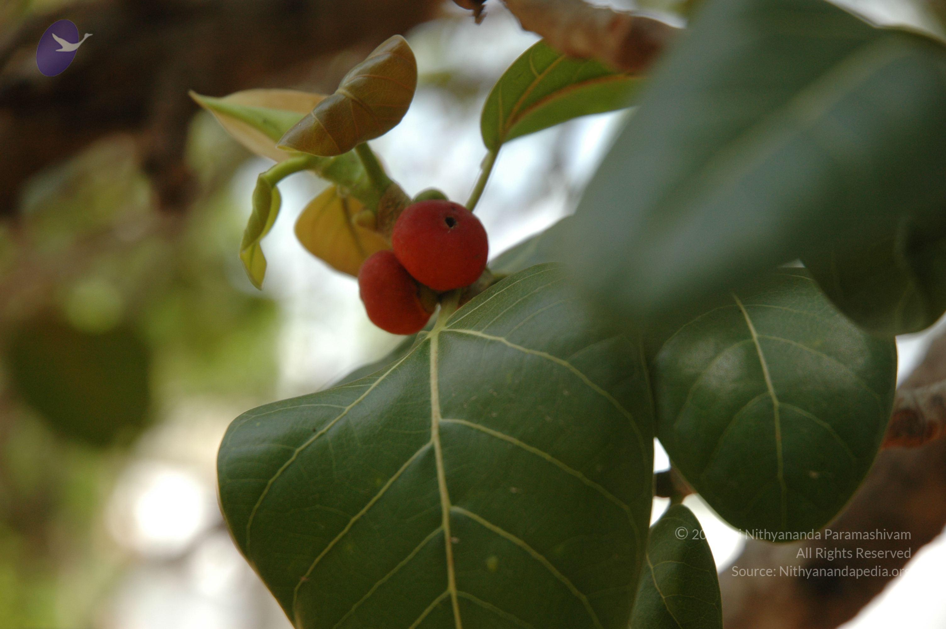 20070504_Photo_1070_DSC_5096_CMP_WM