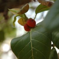 20070504_Photo_1070_DSC_5096_CMP_WM