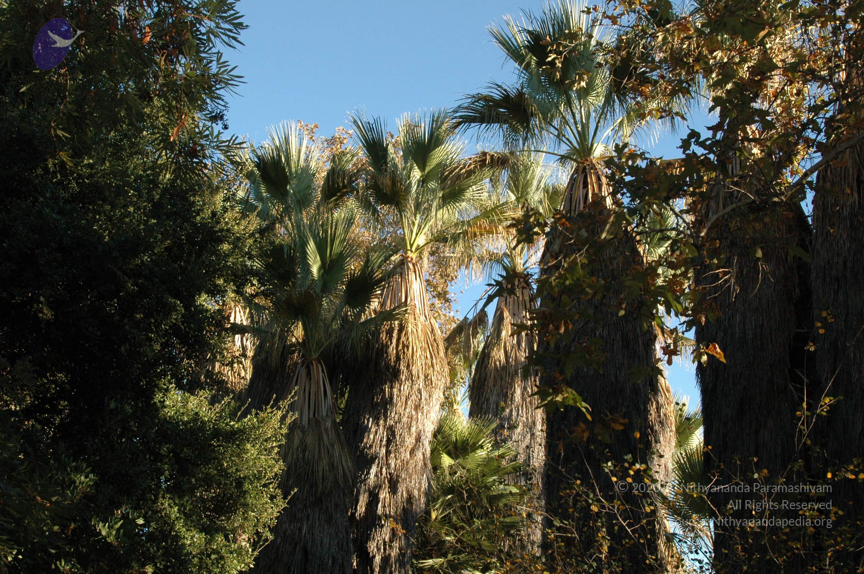 19November2008_NYT_Los_Angeles_04-1_CMP_WM