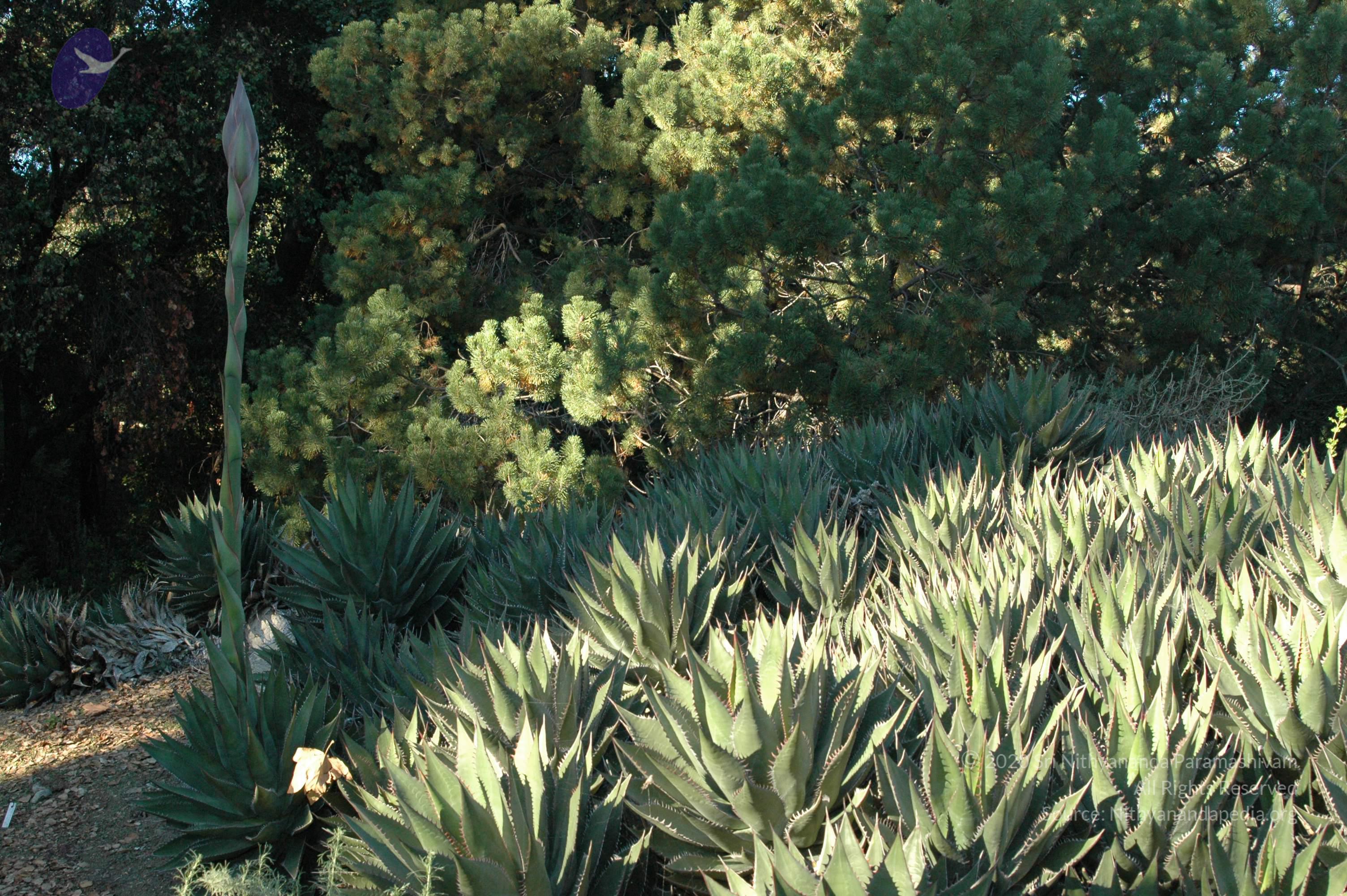 19November2008_NYT_Los_Angeles_07_CMP_WM