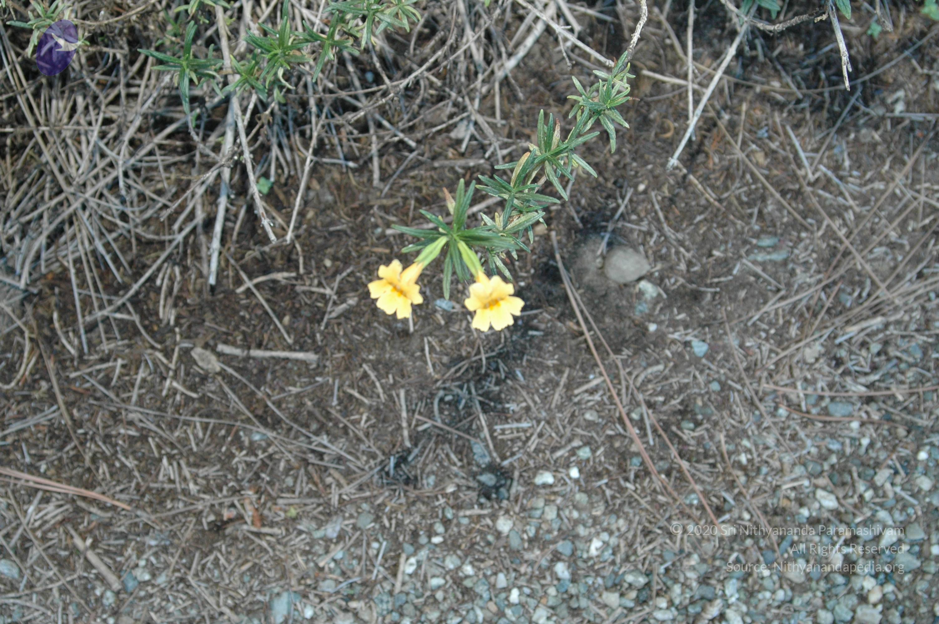 19November2008_NYT_Los_Angeles_11-1_CMP_WM