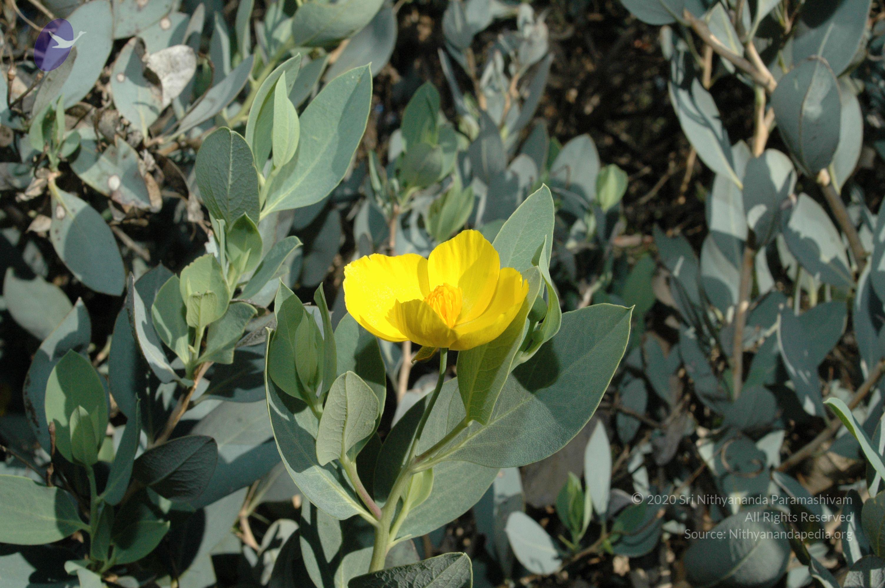 19November2008_NYT_Los_Angeles_12_CMP_WM