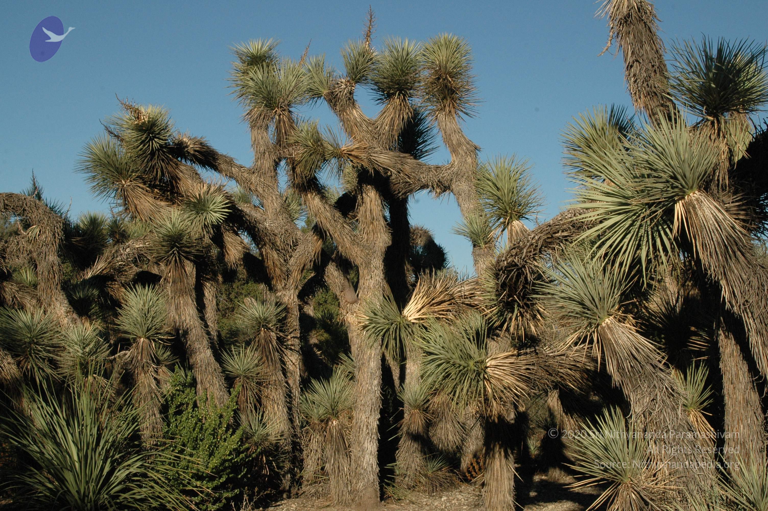19November2008_NYT_Los_Angeles_13_CMP_WM