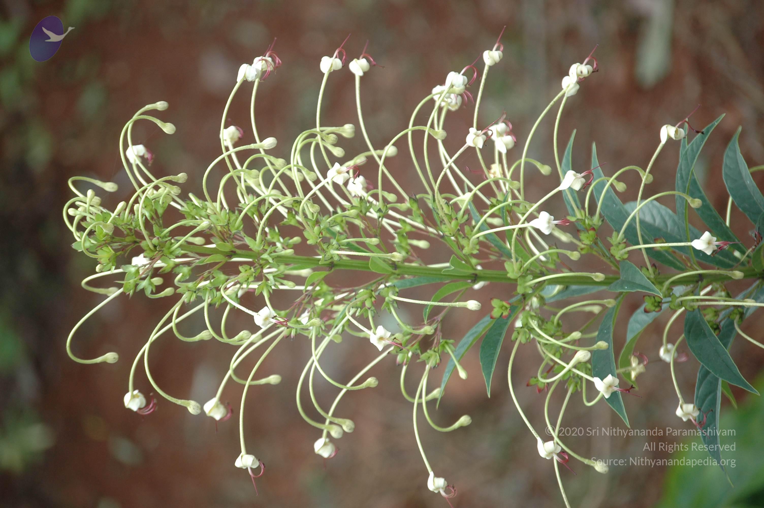 20081111_Photo_1001_DSC_2771_CMP_WM