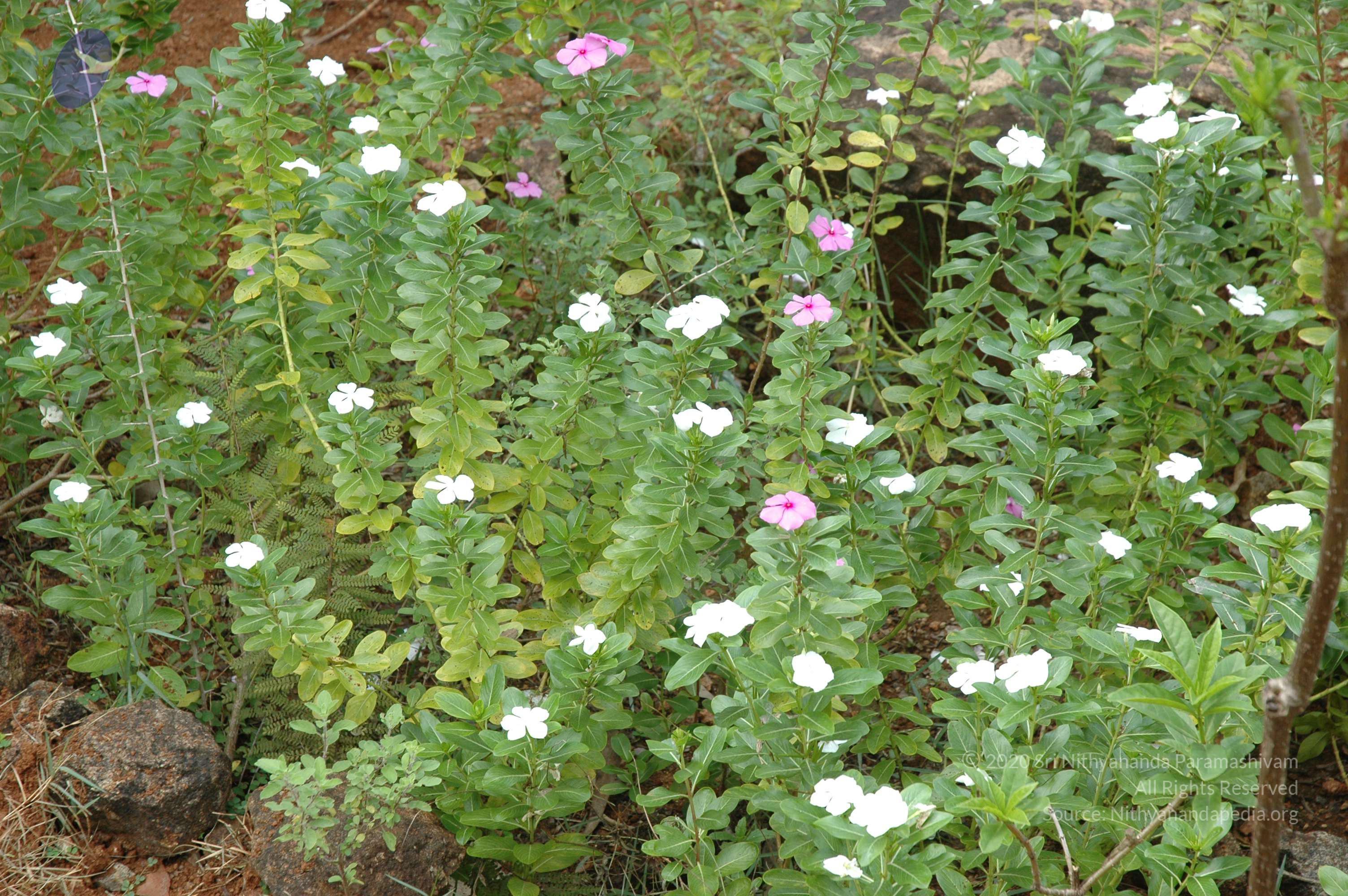 20081111_Photo_1006_DSC_2746_CMP_WM