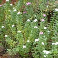 20081111_Photo_1006_DSC_2746_CMP_WM