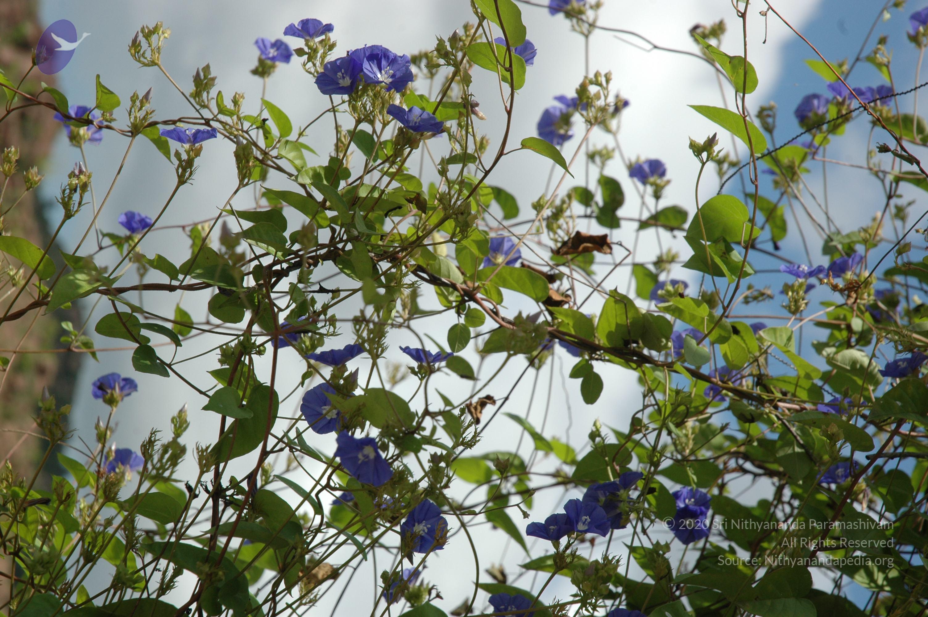 20081111_Photo_1136_DSC_2760_CMP_WM