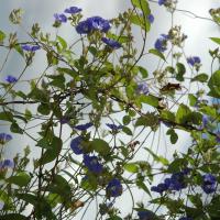 20081111_Photo_1136_DSC_2760_CMP_WM