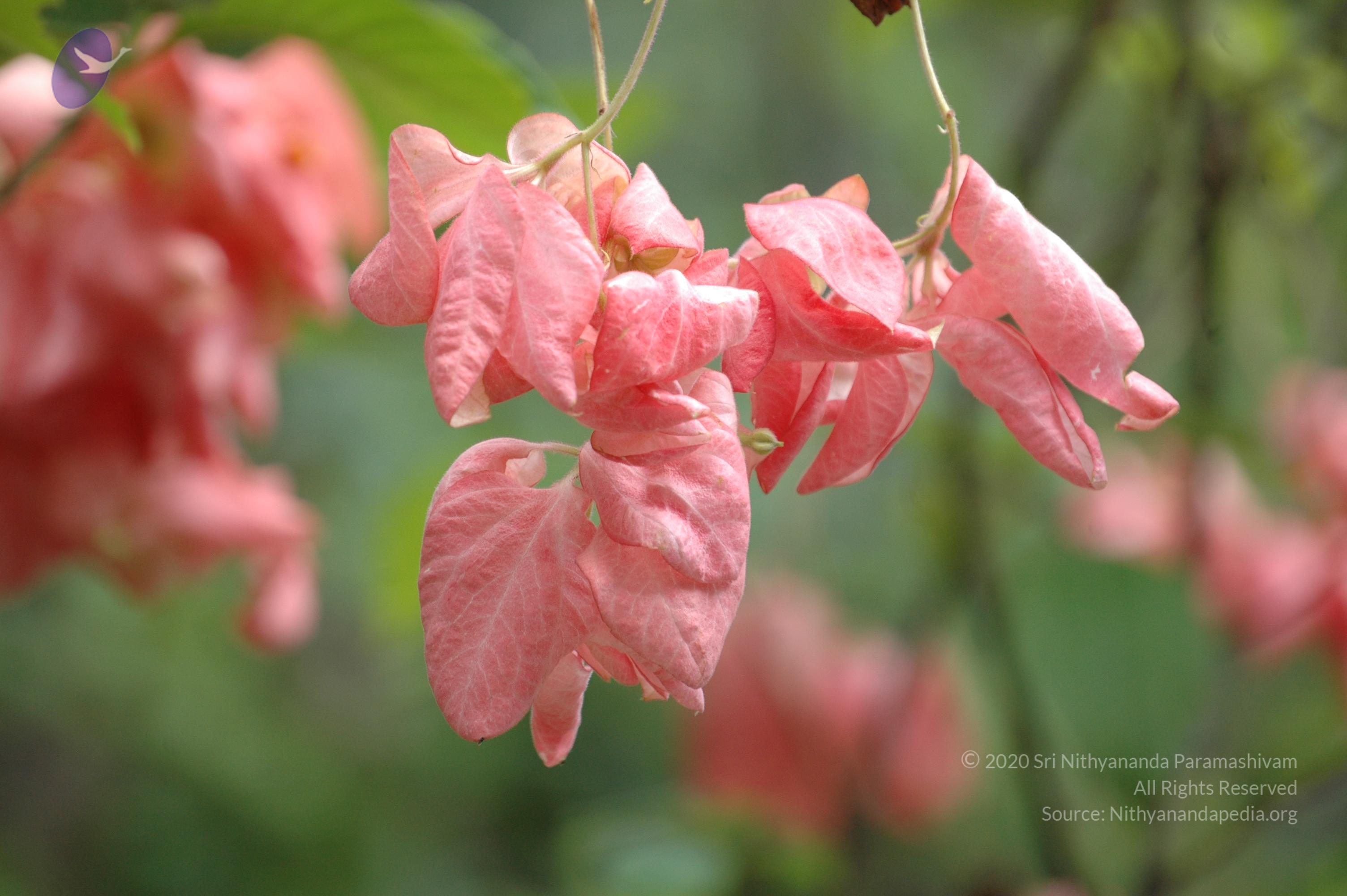 20081111_Photo_1161_DSC_2779_CMP_WM