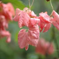 20081111_Photo_1161_DSC_2779_CMP_WM