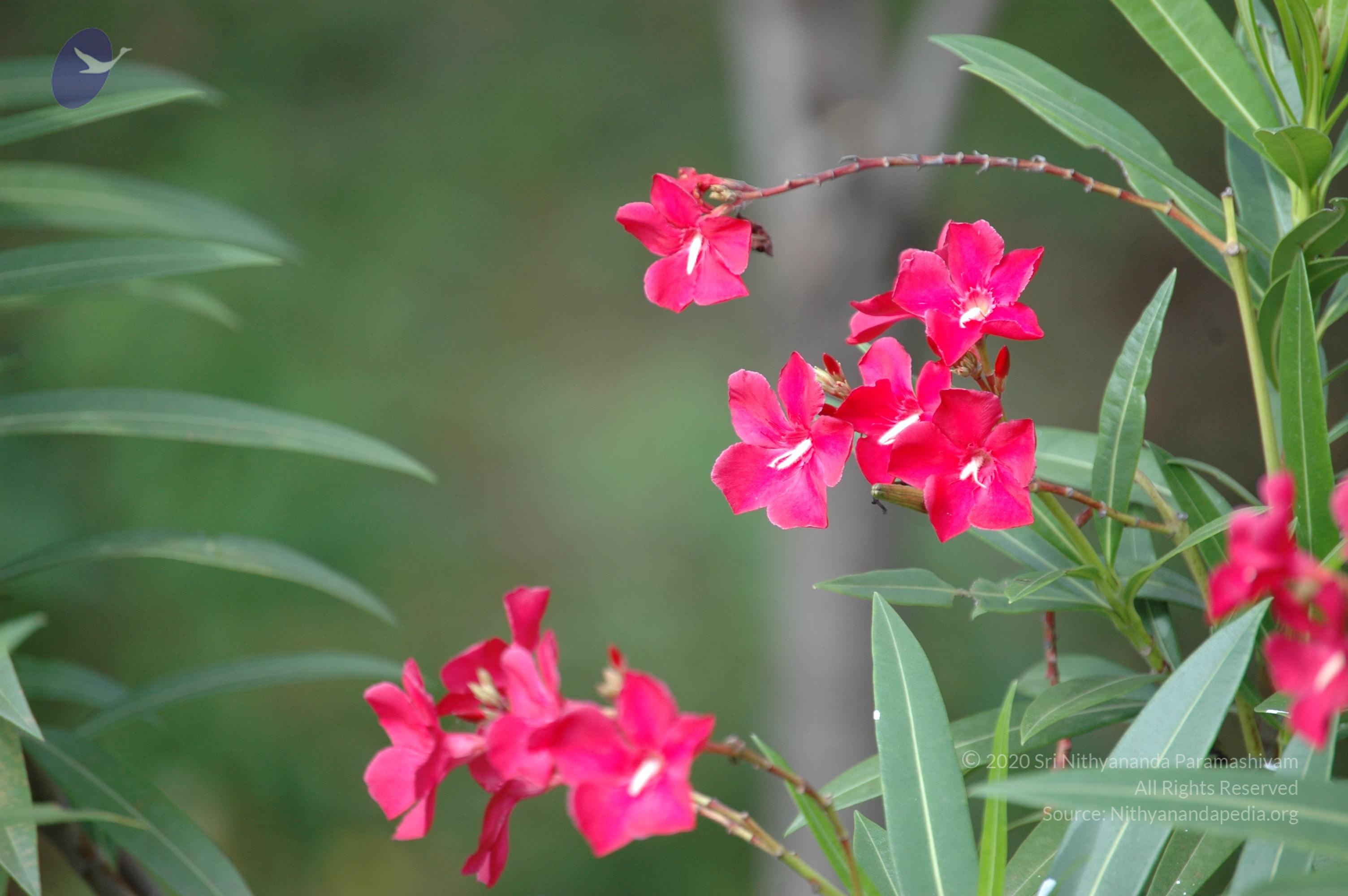 20081111_Photo_1191_DSC_2765_CMP_WM