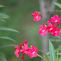 20081111_Photo_1191_DSC_2765_CMP_WM