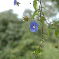 20081111_Photo_1381_DSC_2749_CMP_WM