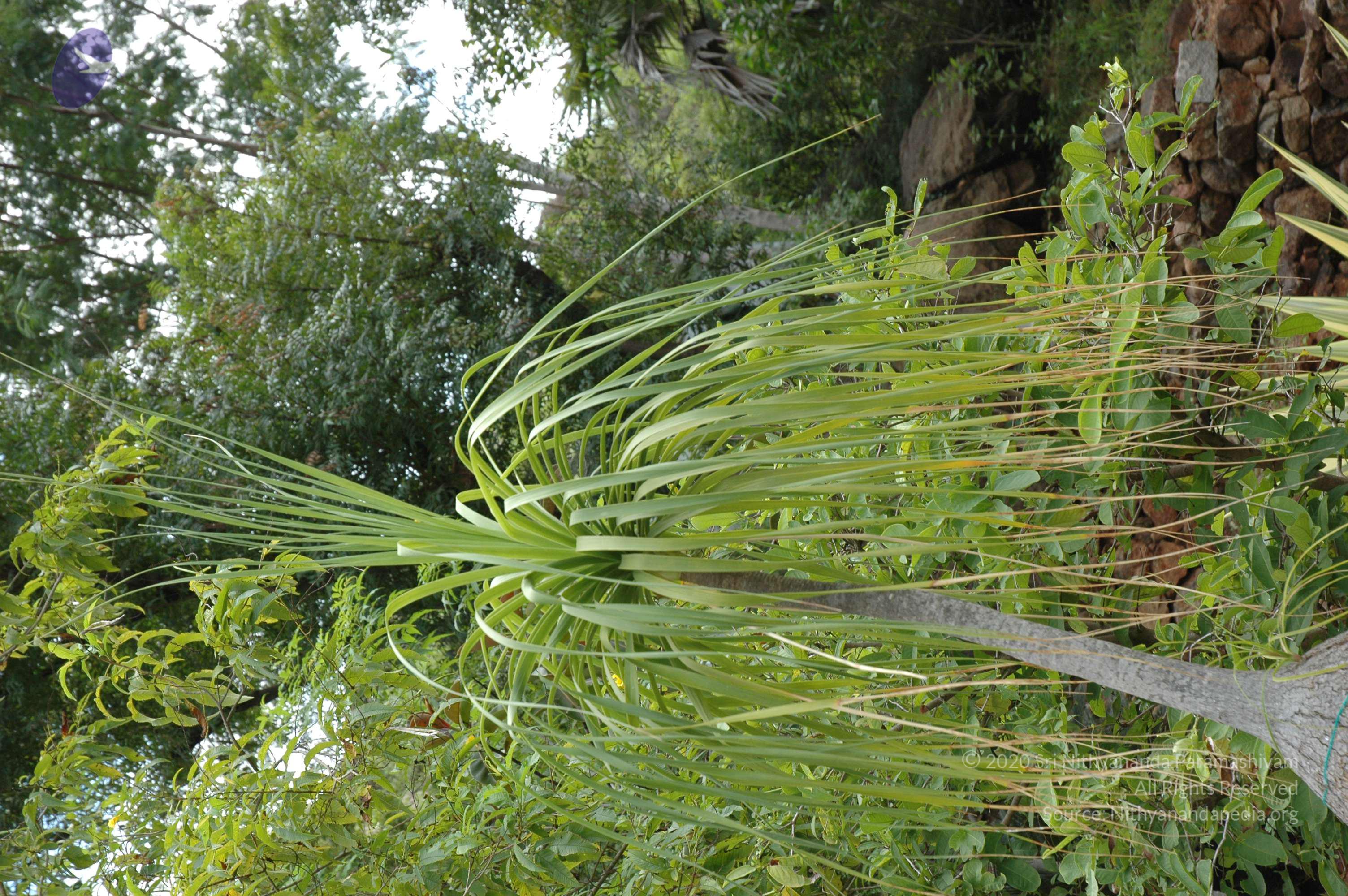 20081111_Photo_1409_DSC_2750_CMP_WM