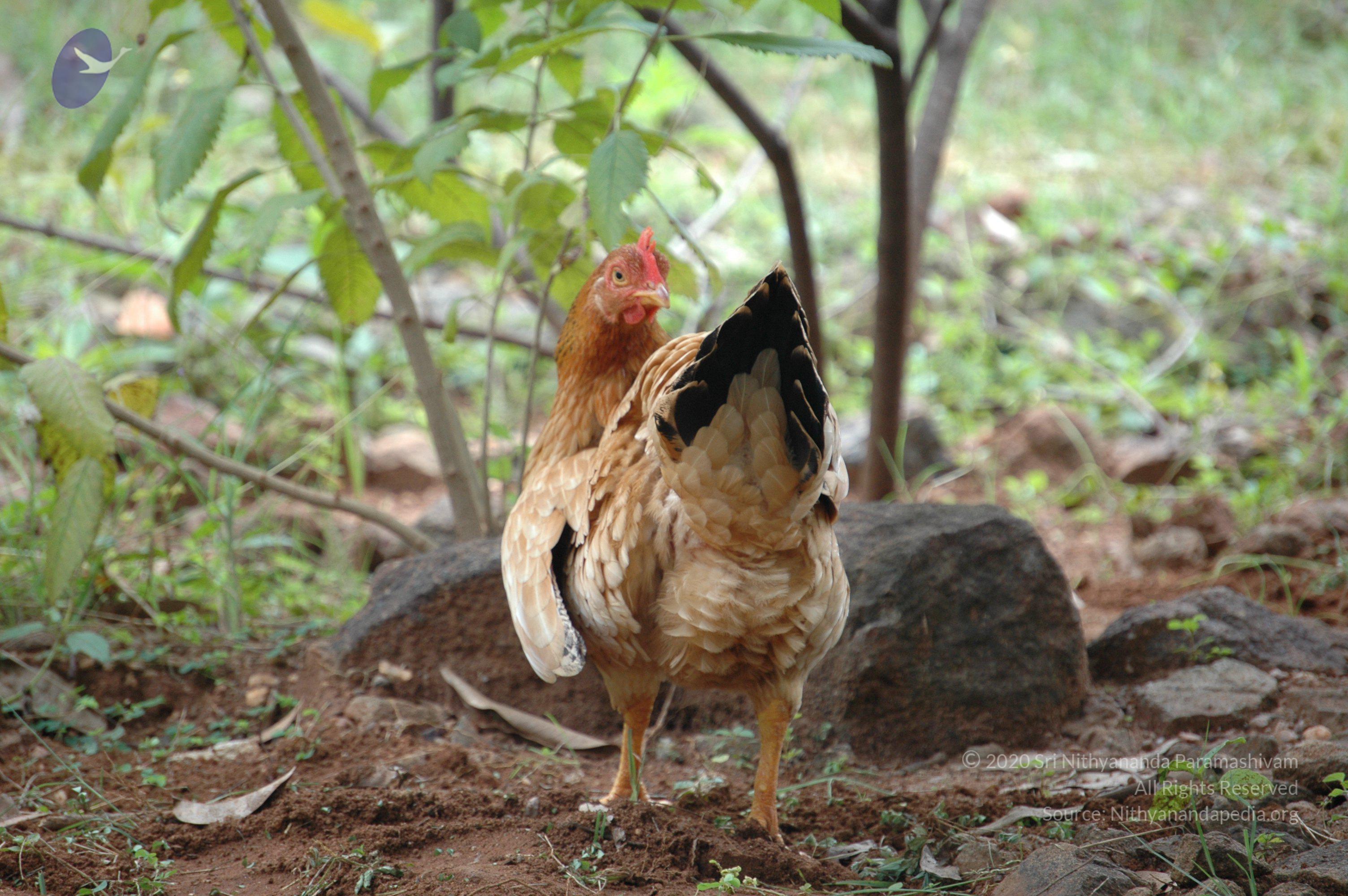 20081111_Photo_1883_DSC_2777_CMP_WM